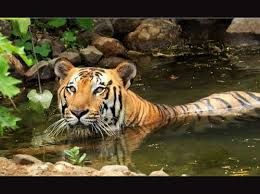 सारंडा को वाइल्ड लाइफ सेंचुरी बनाए जाने के विरोध में झामुमो उतरा मैदान में, आंदोलन को दिया नैतिक समर्थन