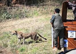 बोत्सवाना से भारत पहुंचे 8 चीते, प्रकृति संरक्षण में नई उम्मीद