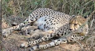 दक्षिण अफ्रीका से आए चीते ने दिए तीन शावक, देश में कुल संख्या बढ़कर 38 हुई
